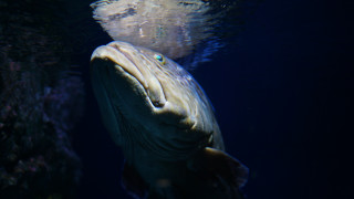 Fish swimming near rock wall - carpoforo tencalla free wallpaper