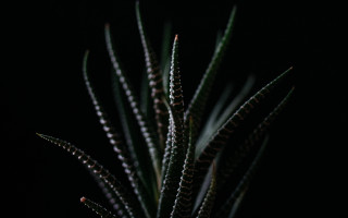 Closeup plant green leaves macro - a close up of a plant free wallpaper