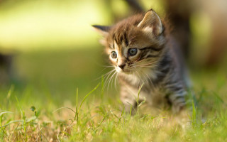 Kitten walking grassy field blue - a blurry background of trees and grass free wallpaper