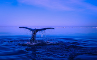 Whale tail night water blue - wildlife photography free wallpaper for desktop