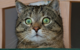 Black cat green eyes wooden - eye free wallpaper