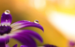 Purple flower water droplets yellow 2 - a purple flower free wallpaper