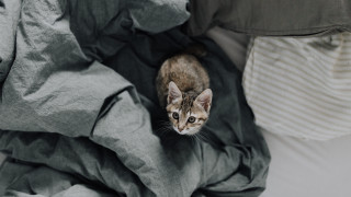 Cat blankets bed pillow blurry - florianne becker free wallpaper