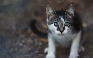 Black cat green eyes tilt - a blurry background of leaves free wallpaper