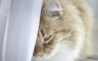Cat hiding white curtain looking - left free wallpaper