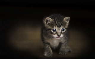 Small kitten blue eyes black - a small kitten free wallpaper