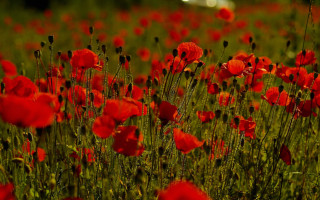Red flower field car person - an impressionist painting free wallpaper