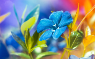 Blue flower green leaves vase 2 - a vase free wallpaper