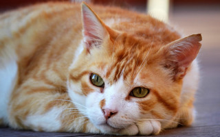 Sad orange cat looking at - orange free wallpaper