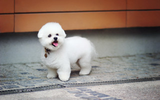 Small white dog rug brown - a brown wall behind free wallpaper