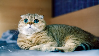 Sad cat blue eyes bed - art free wallpaper
