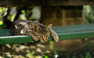 Cat green bench outdoor closed - outside free wallpaper