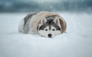 Husky sweater hat snow falling 2 - a husky dog free wallpaper