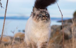 Cat majesty fishing blue eyes - dry free wallpaper