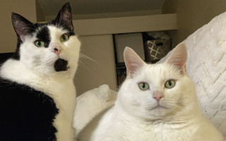 Black white cats sitting bed - the other free wallpaper