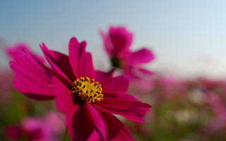 Pink flower yellow center field 3 - the foreground free wallpaper
