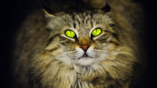 Cat green eyes long hair - the camera free wallpaper