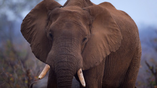 Elephant tusks field forest fog - an elephant free wallpaper