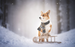 Dog sled snow aurora starry - renaissance free wallpaper