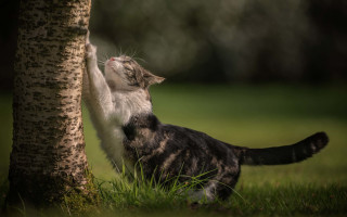 Cat reaching tree leaf park - a tree trunk free wallpaper