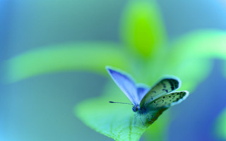 Blue butterfly leaf macro nature - a leaf free wallpaper