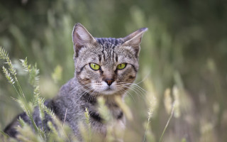 Cat green eyes grass serious - serious free wallpaper