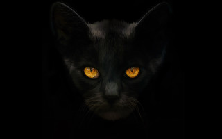 Black cat yellow eyes gothic 3 - a black cat free wallpaper