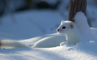 White animal snow tree bird - animal photography free wallpaper
