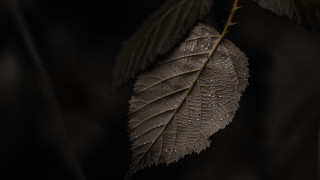 Leaf water droplets branch dark - a few leaf free wallpaper