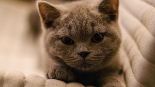 Cat sad couch closeup realistic - grey background free wallpaper