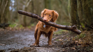 Dog log forest blue eyes - in a forest area free wallpaper