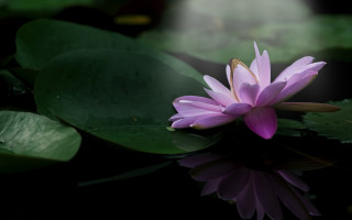 Purple flower floating pond green - diffuse free wallpaper