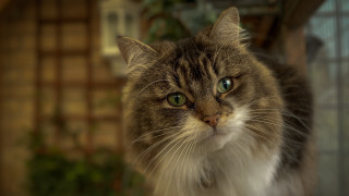 Cat green eyes blurry background - brenda chamberlain free wallpaper