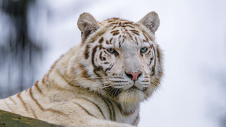 White tiger blue eyes rock - a white tiger free wallpaper