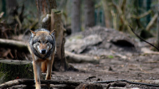 Wolf forest log sharp focus - sharp focus free wallpaper