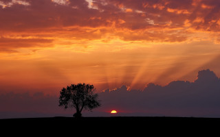 Lone tree sunset clouds horizon - crepuscular ray free wallpaper