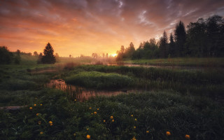Sunset river forest wildflowers trees - small free wallpaper