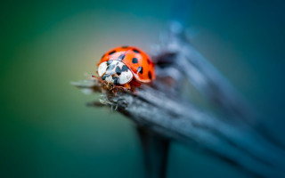 Ladybug plant branch leaves green - macro photography free wallpaper