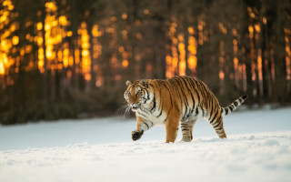 Tiger snow forest sunset wildlife - a tiger free wallpaper