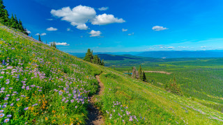 Mountain trail wildflowers blue sky - a mountain side free wallpaper