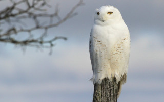 White owl wooden post cloudy - a white owl free wallpaper