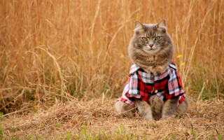 Cat majesty plaid field flowers - plaid free wallpaper