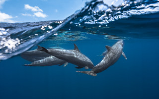Dolphins ocean blue sky clouds - douglas robertson bisset free wallpaper
