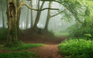 Forest path tree bench fog - tonalism free wallpaper
