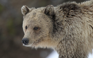 Bear closeup ecological art jigsaw - free animals wallpaper