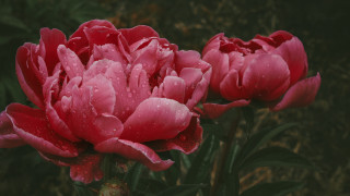 Pink flower water droplets rose - impressionist free wallpaper