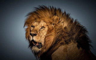Lion angry mane blue background - angry free wallpaper
