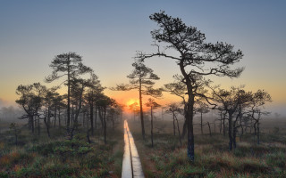Forest road sunset fog autumn - a sunset in the background free wallpaper