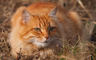Sad cat in grass depth - a sad look free wallpaper