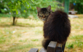 Black cat park bench plant - grass and trees free wallpaper